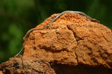 kenya 089